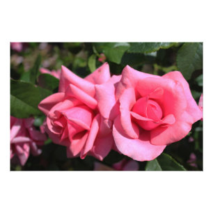 zwei perfekte Blume in heißen rosa Rose. Liebe Fotodruck
