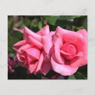 zwei perfekte heiß rosa Rosenblumen. Liebe Flyer