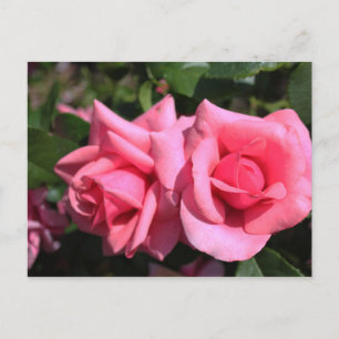 zwei perfekte heiß rosa Rosenblumen. Liebe Postkarte
