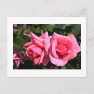 zwei perfekte heiß rosa Rosenblumen. Liebe Postkarte