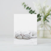 Zwei persische Kätzchen Postkarte (Stehend Vorderseite)