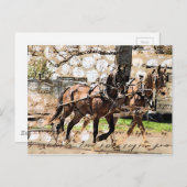 Zwei Pferd Team Mixed Media Collage Postkarte (Vorne/Hinten)