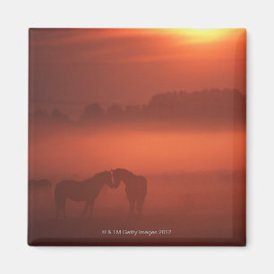 Zwei Pferde am Sonnenuntergang Magnet