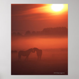 Zwei Pferde am Sonnenuntergang Poster