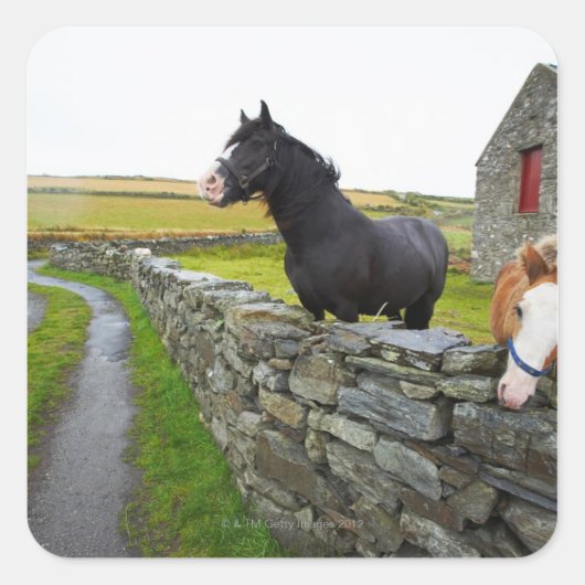 Zwei Pferde auf Bauernhof im ländlichen England Quadratischer Aufkleber (Vorderseite)