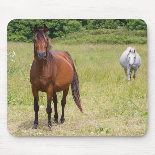 Zwei Pferde auf einem Feld Mousepad (Vorne)