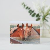 Zwei Pferde auf einer Farm-Postkarte Postkarte (Stehend Vorderseite)