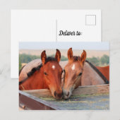 Zwei Pferde auf einer Farm-Postkarte Postkarte (Vorne/Hinten)