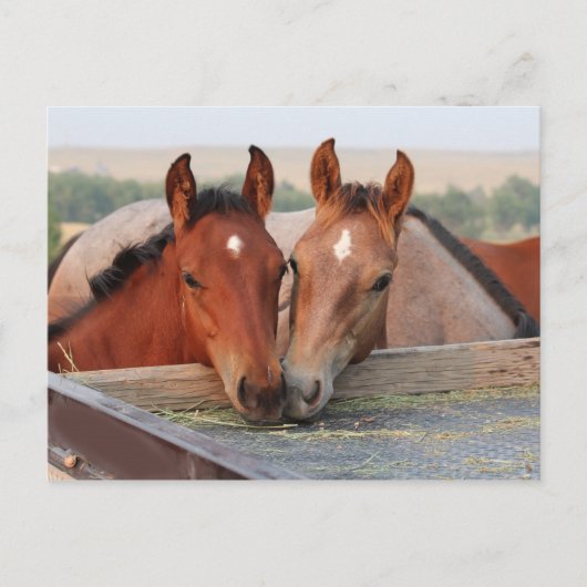 Zwei Pferde auf einer Farm-Postkarte Postkarte (Vorderseite)