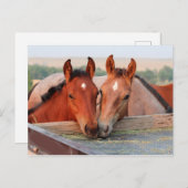 Zwei Pferde auf einer Postkarte (Vorne/Hinten)