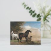 Zwei Pferde auf Weide Postkarte (Stehend Vorderseite)
