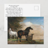 Zwei Pferde auf Weide Postkarte (Vorne/Hinten)