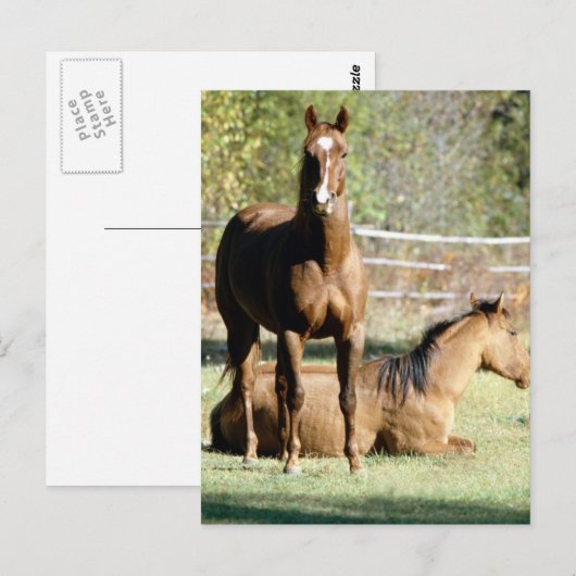 Zwei Pferde auf Weide Postkarte (Vorne/Hinten)