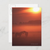 Zwei Pferde bei Sonnenuntergang Postkarte (Vorne/Hinten)