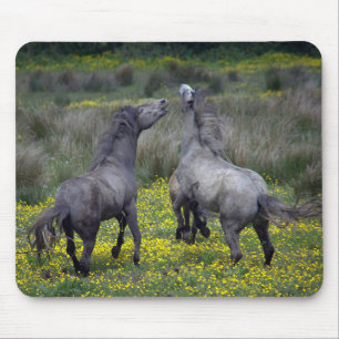 Zwei Pferde bocken und spielen Mousepad