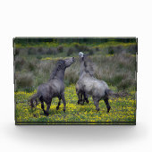 Zwei Pferde Buck and Play Fotoblock (Vorderseite)