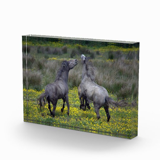 Zwei Pferde Buck and Play Fotoblock (Rechts)