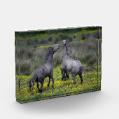 Zwei Pferde Buck and Play Fotoblock (Links)