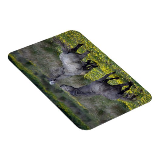 Zwei Pferde Buck and Play Magnet (Rechte Seite)