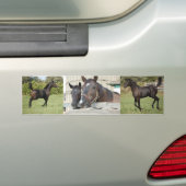 Zwei Pferde Chewin einen Zaun Autoaufkleber (Auf Auto)