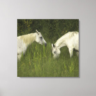Zwei Pferde, die Gras essen Leinwanddruck