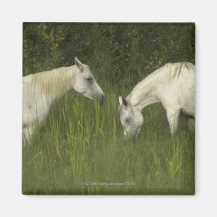 Zwei Pferde, die Gras essen Magnet