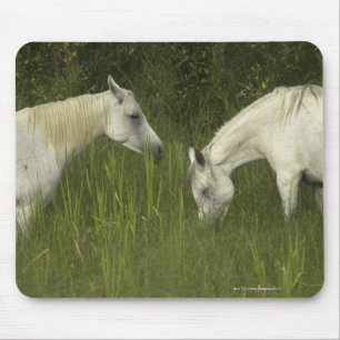 Zwei Pferde, die Gras essen Mousepad