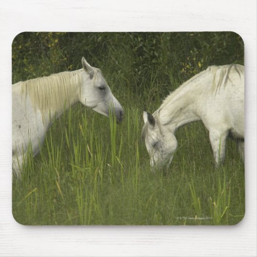 Zwei Pferde fressen Gras Mousepad (Vorne)