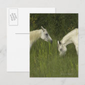 Zwei Pferde fressen Gras Postkarte (Vorne/Hinten)