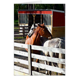 Zwei Pferde in der Liebe