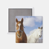 Zwei Pferde Magnet (Vorderseite/Rückseite)