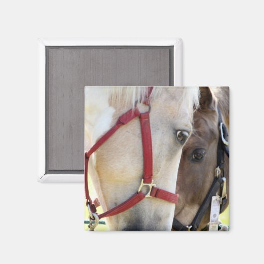 Zwei Pferde Magnet (Vorderseite/Rückseite)