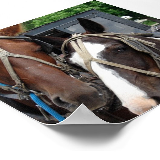 Zwei Pferde mit einem Pin Poster (Ecke)