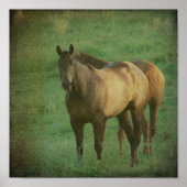 Zwei Pferde Poster (Vorne)