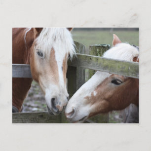 Zwei Pferde Postkarte