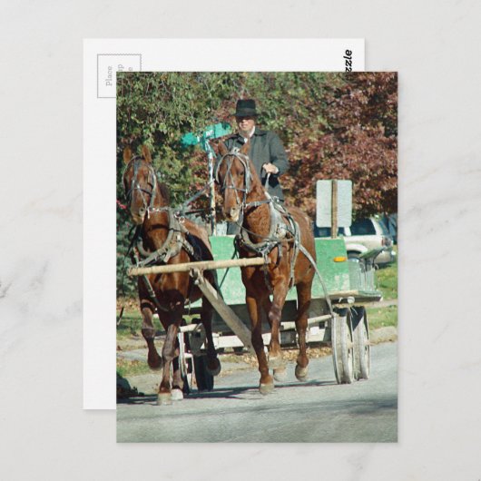 Zwei Pferde Postkarte (Vorne/Hinten)