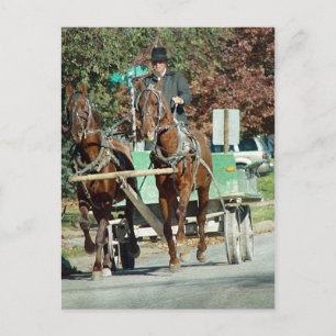 Zwei Pferde Postkarte