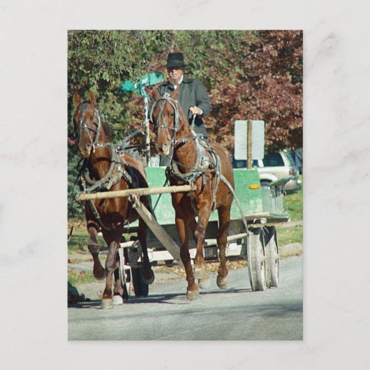 Zwei Pferde Postkarte (Vorderseite)