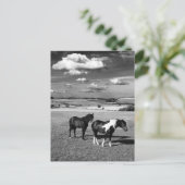 Zwei Pferde Postkarte (Stehend Vorderseite)