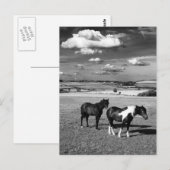 Zwei Pferde Postkarte (Vorne/Hinten)