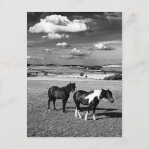 Zwei Pferde Postkarte