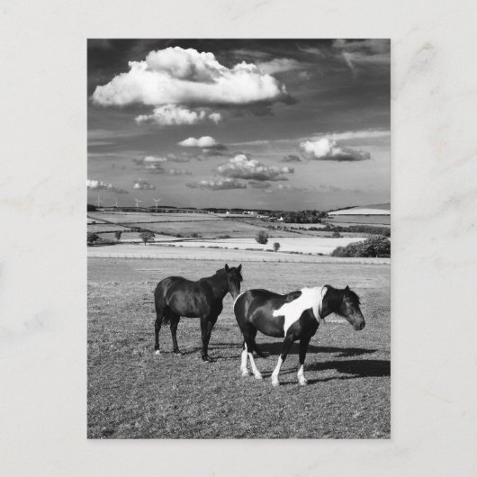 Zwei Pferde Postkarte (Vorderseite)