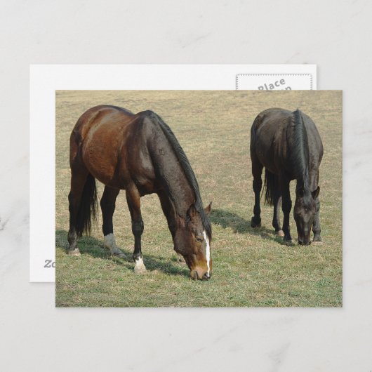 Zwei Pferde - Postkarte (Vorne/Hinten)