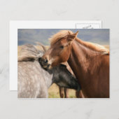 Zwei Pferde Postkarte (Vorne/Hinten)