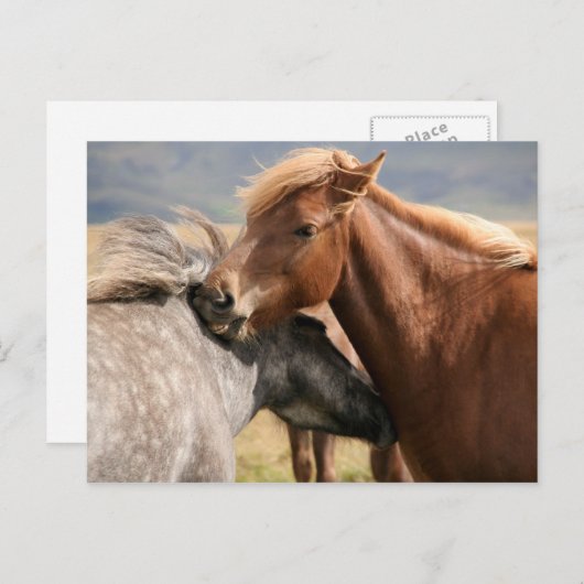 Zwei Pferde Postkarte (Vorne/Hinten)
