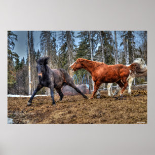 Zwei Pferde spielen Reitsport Ranch Equine Foto Poster