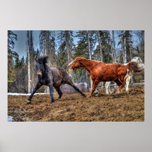 Zwei Pferde spielen Reitsport Ranch Equine Foto Poster (Vorne)