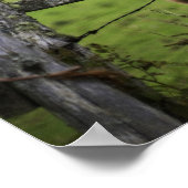 Zwei Pferde stehen in der Nähe von Zaun im landwir Poster (Ecke)