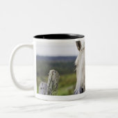 Zwei Pferde stehen nahen Zaun auf dem Zweifarbige Tasse (Links)