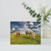 Zwei Pferde Weiden in Weide Postkarte (Stehend Vorderseite)